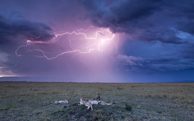 Cheetahs in Storm — Purple