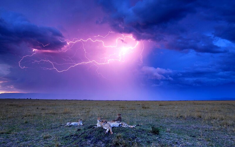 Cheetahs in Storm