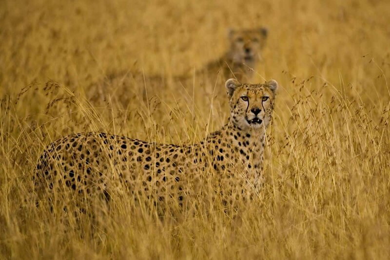 Cheetahs in tall grass