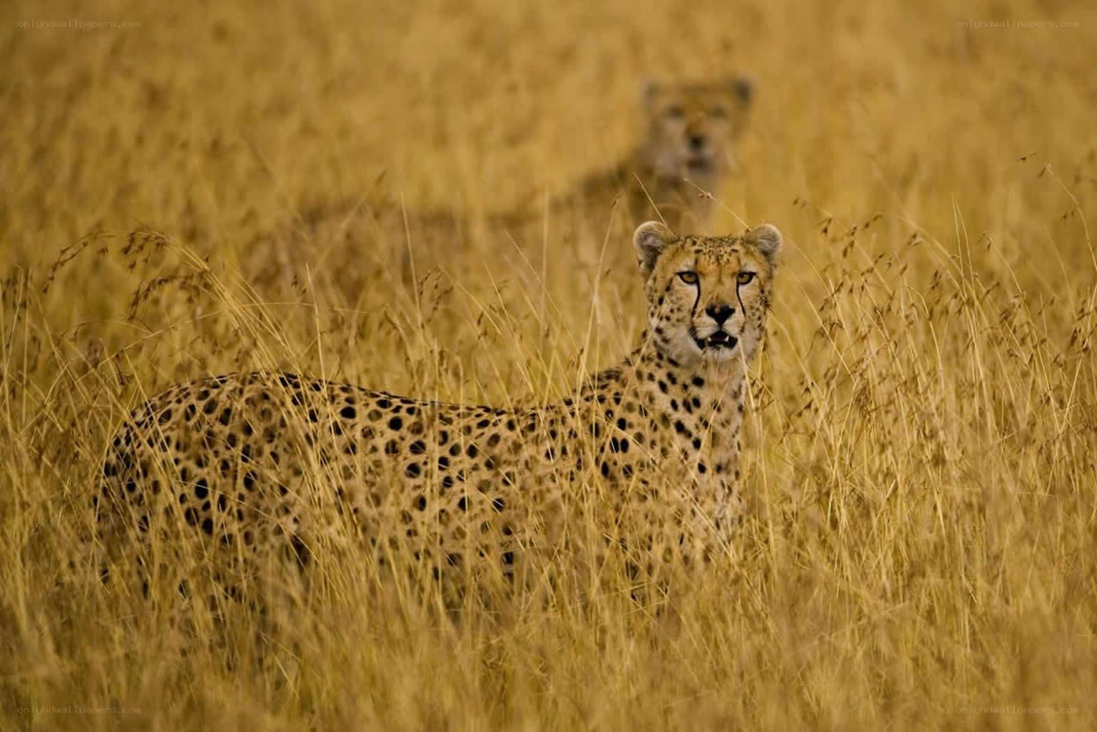 Cheetahs in tall grass