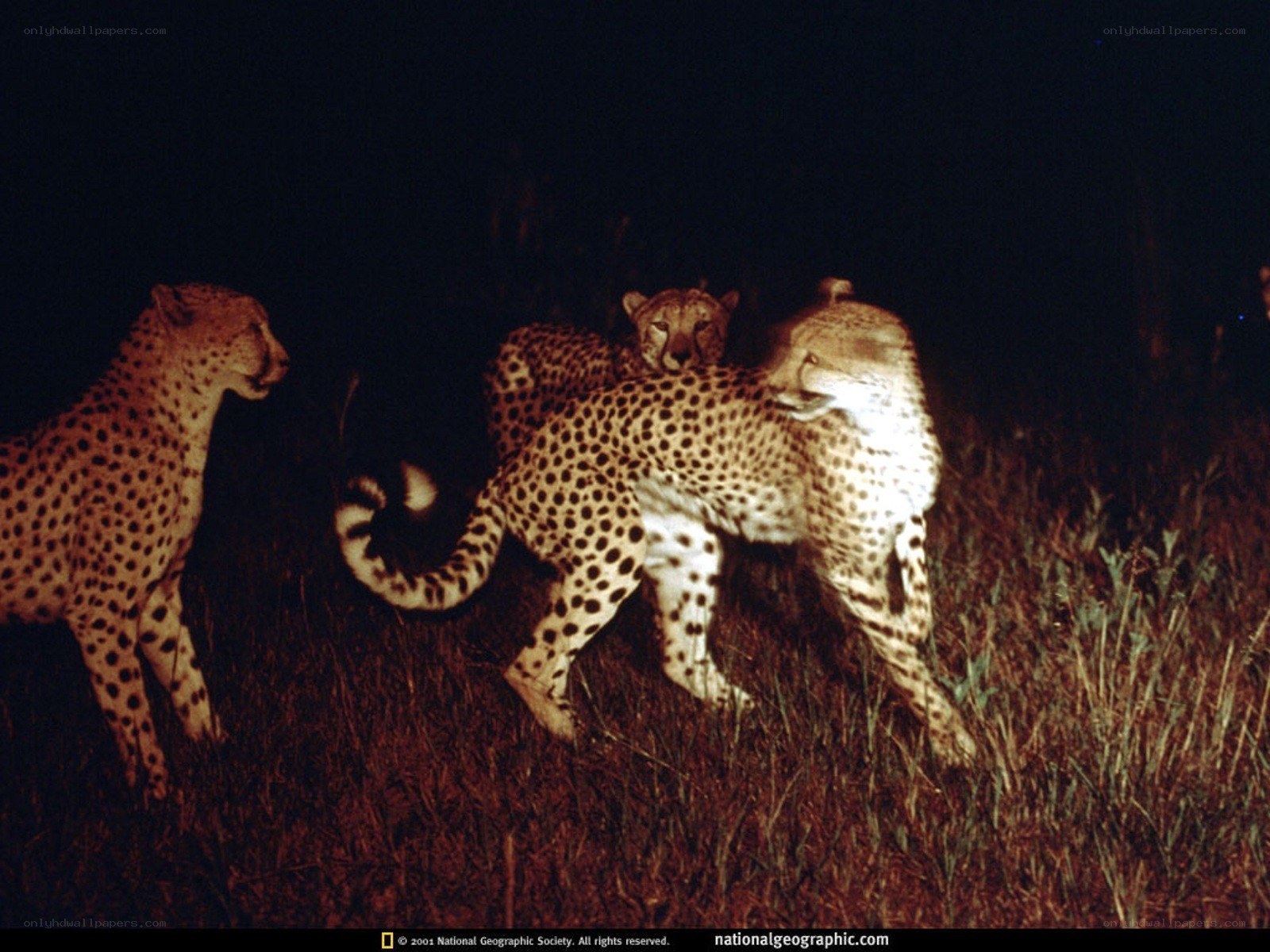 Cheetahs in the Night