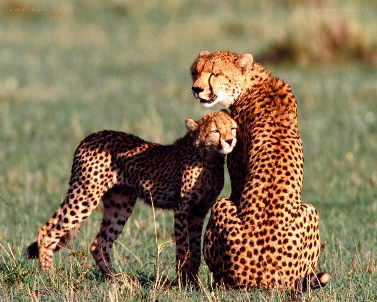 Cheetahs in the savanna