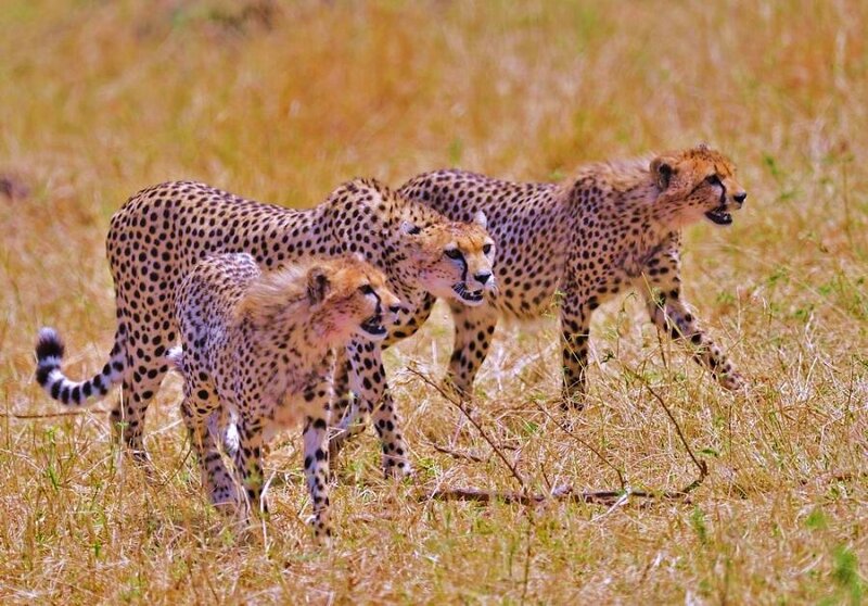 Cheetahs in the savanna