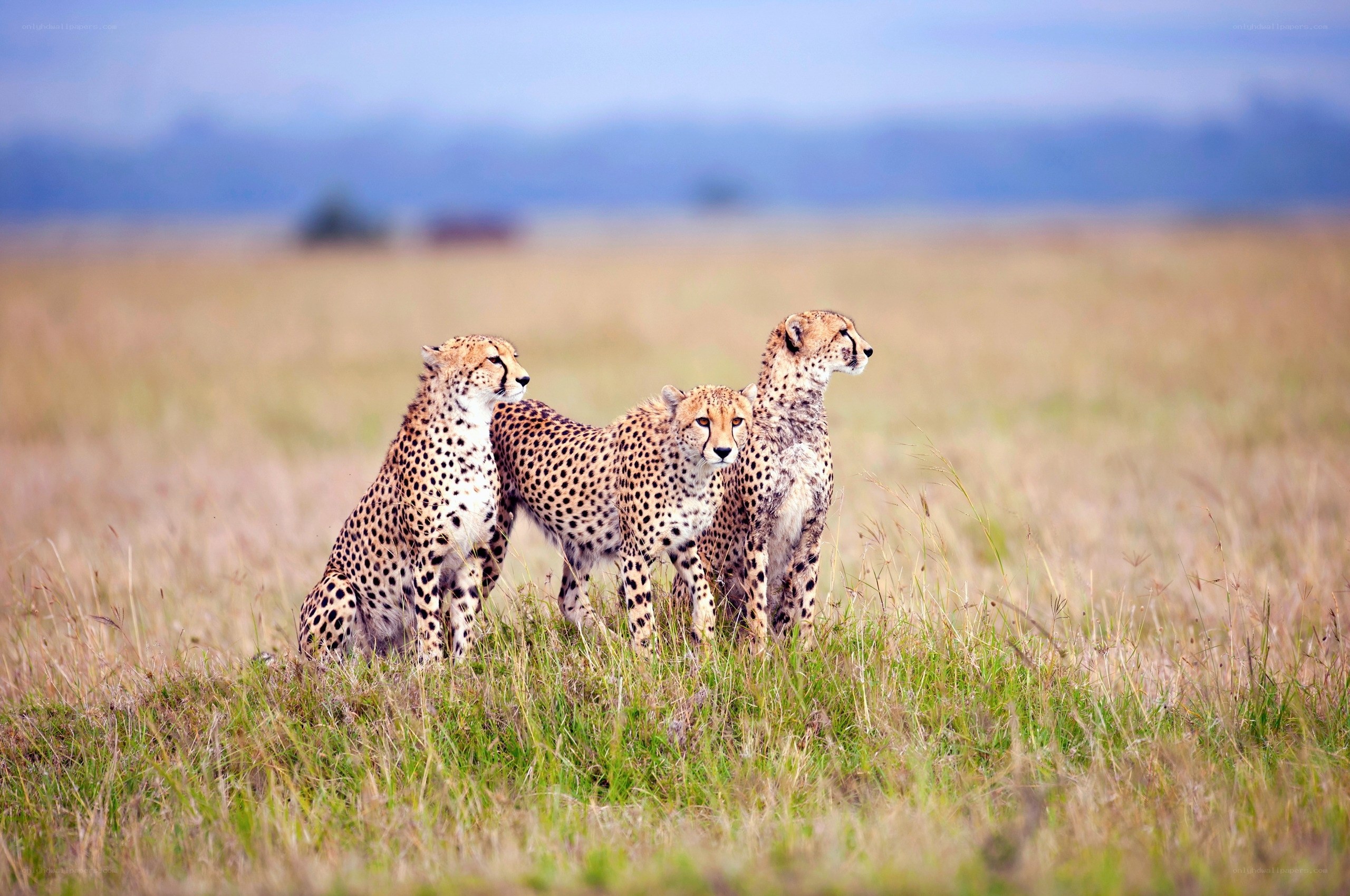 Cheetahs in the savanna