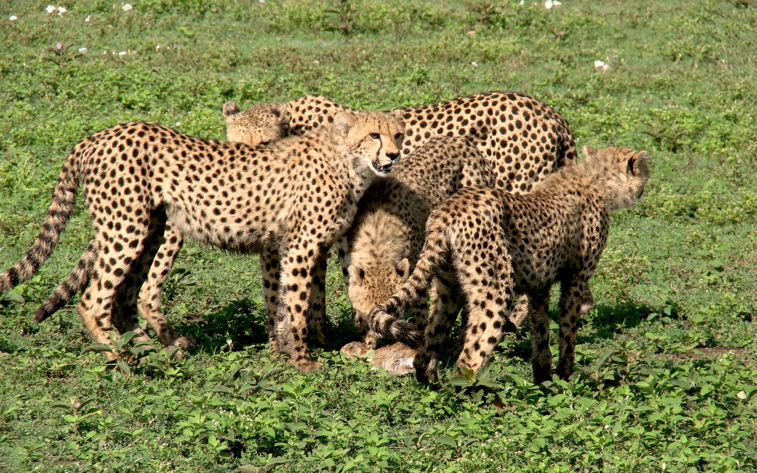 cheetahs in the wild