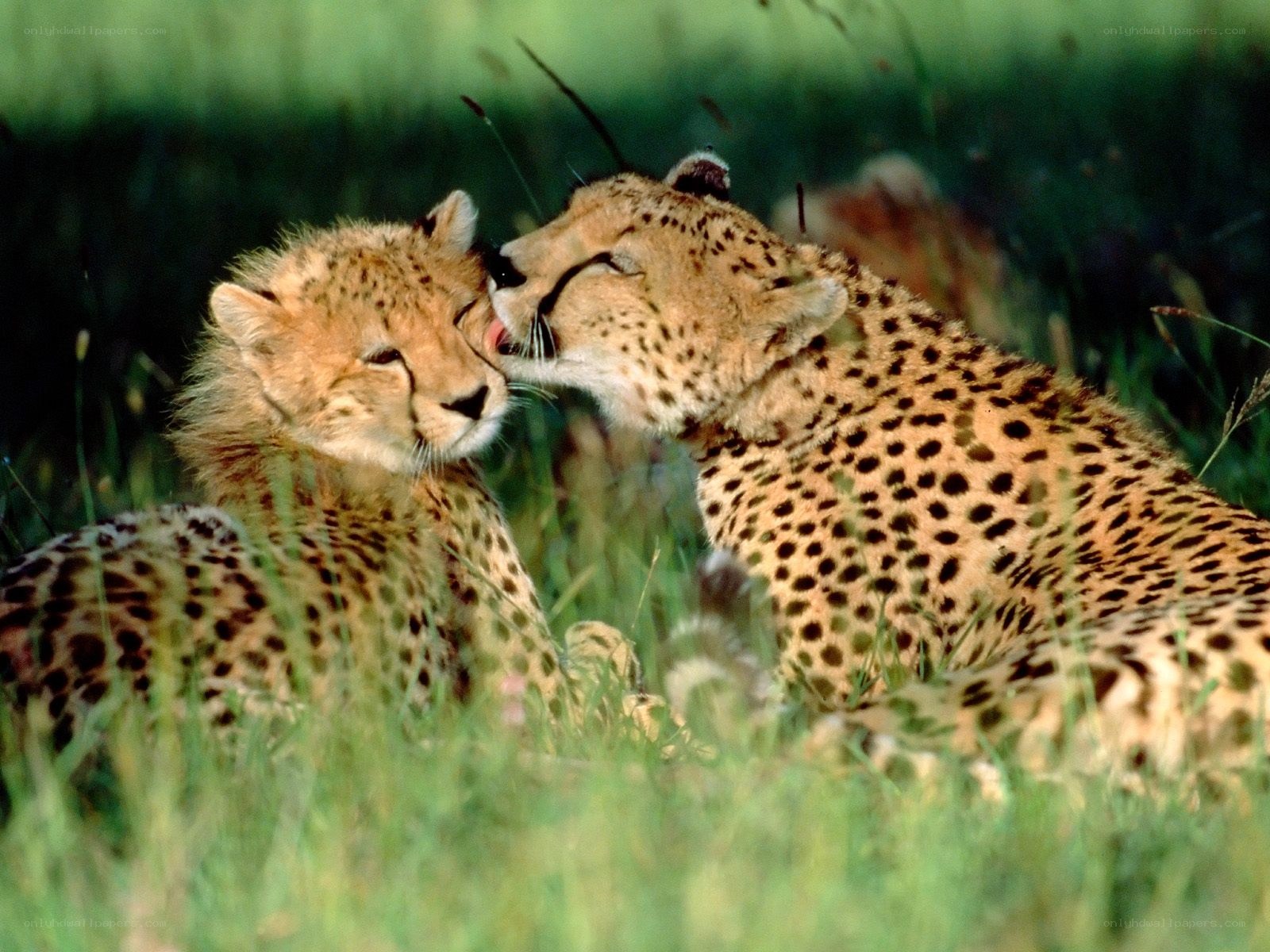 Cheetahs nuzzling in grass