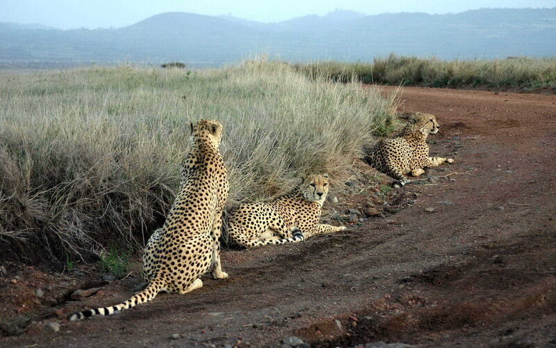 Cheetahs on a dirt road