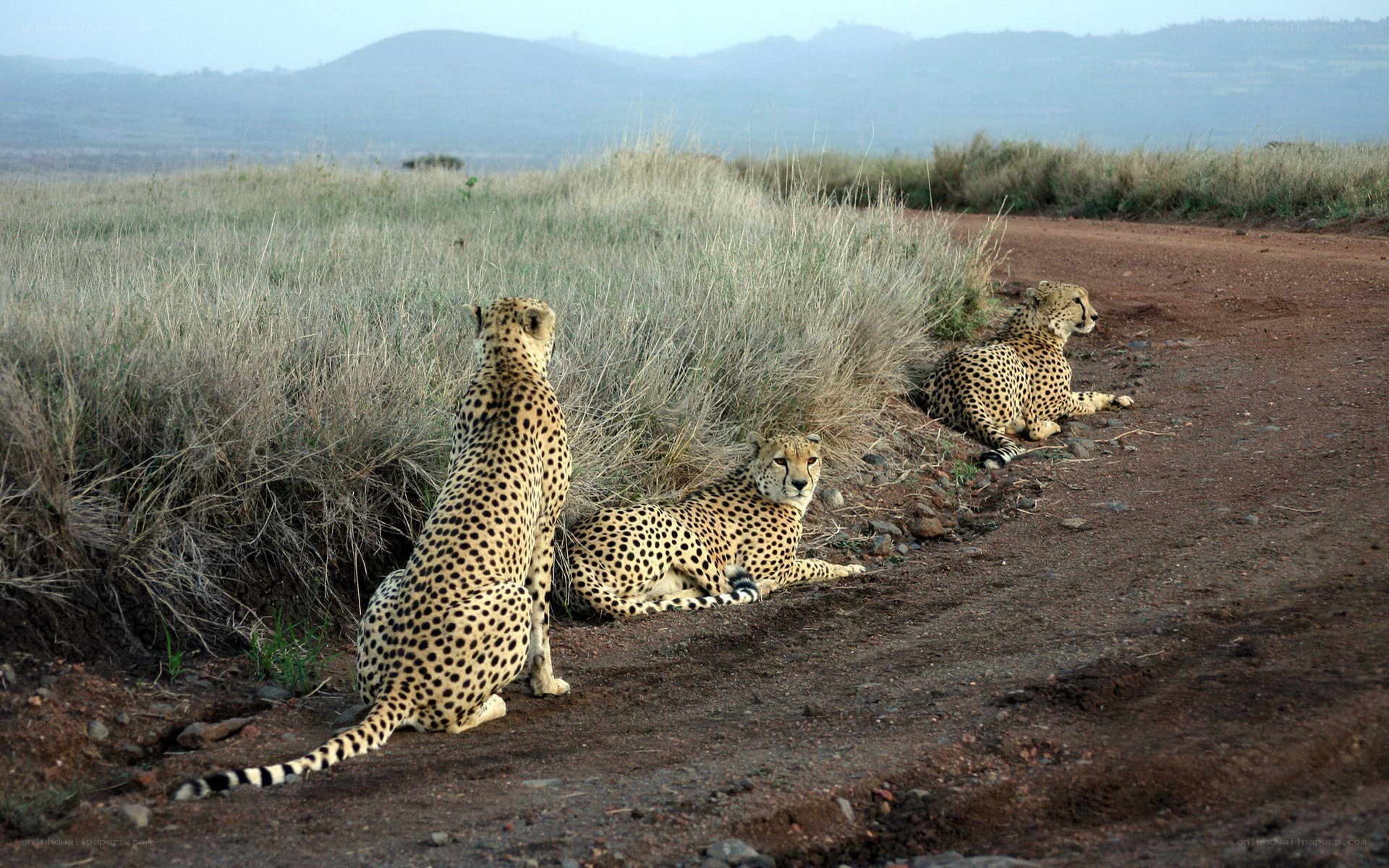 Cheetahs on a dirt road