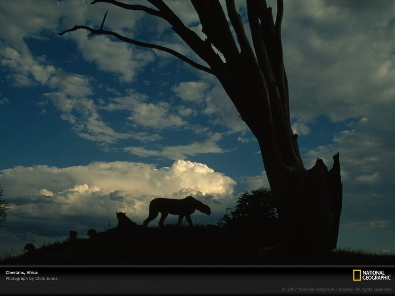 Cheetahs on a Hill