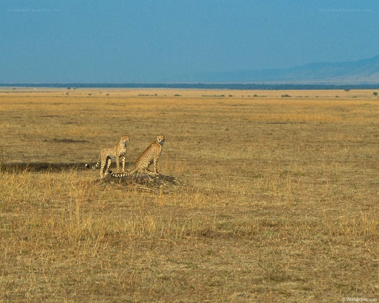 Cheetahs on a mound