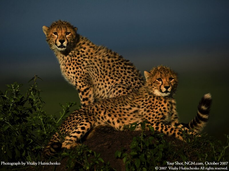 Cheetahs on a mound