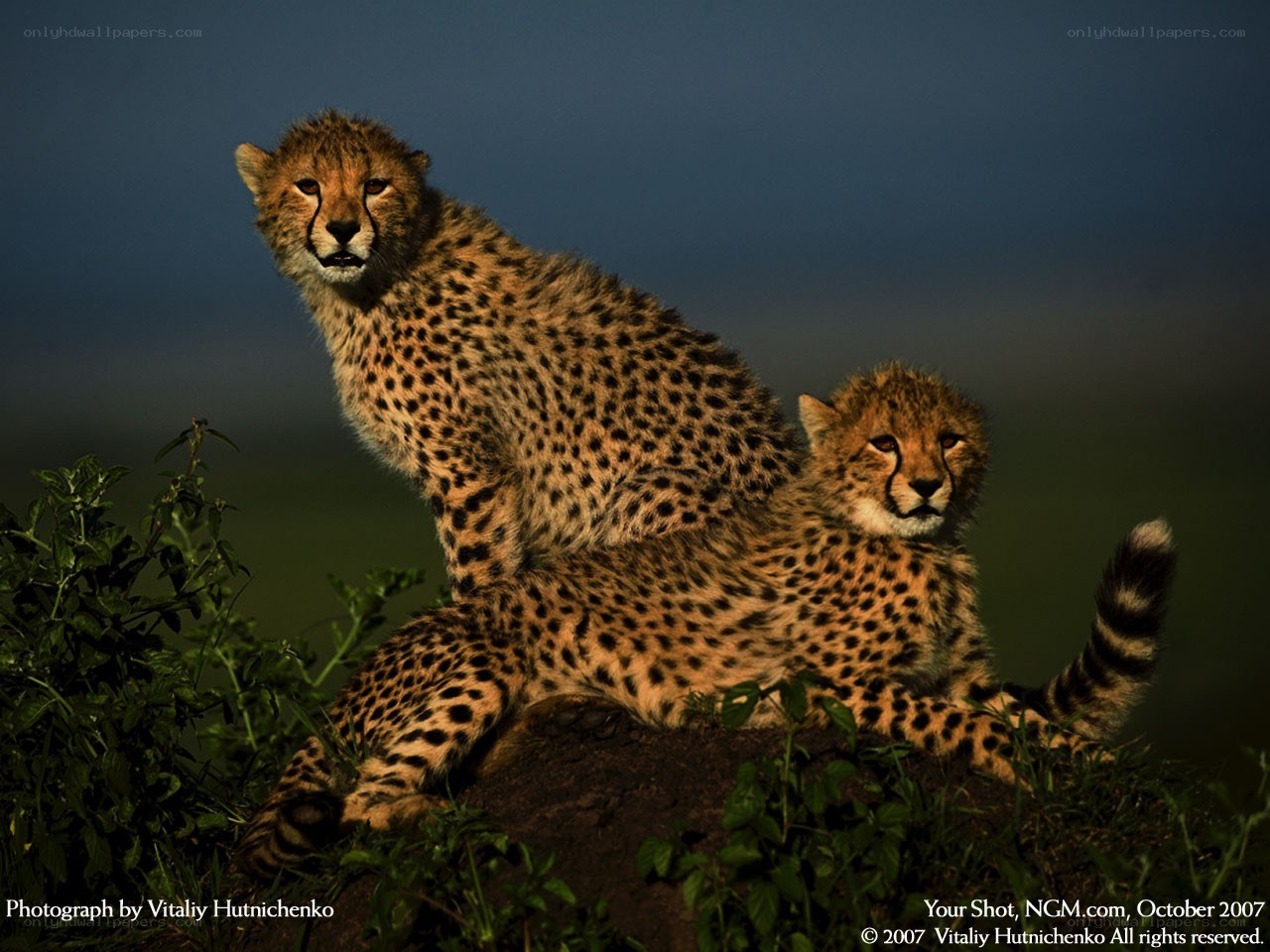 Cheetahs on a mound