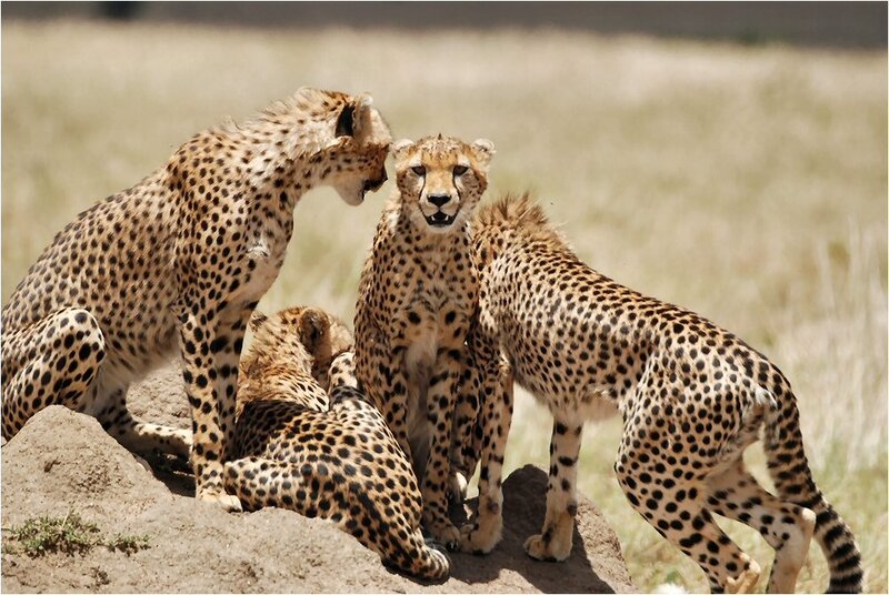 Cheetahs on a Mound — Tan
