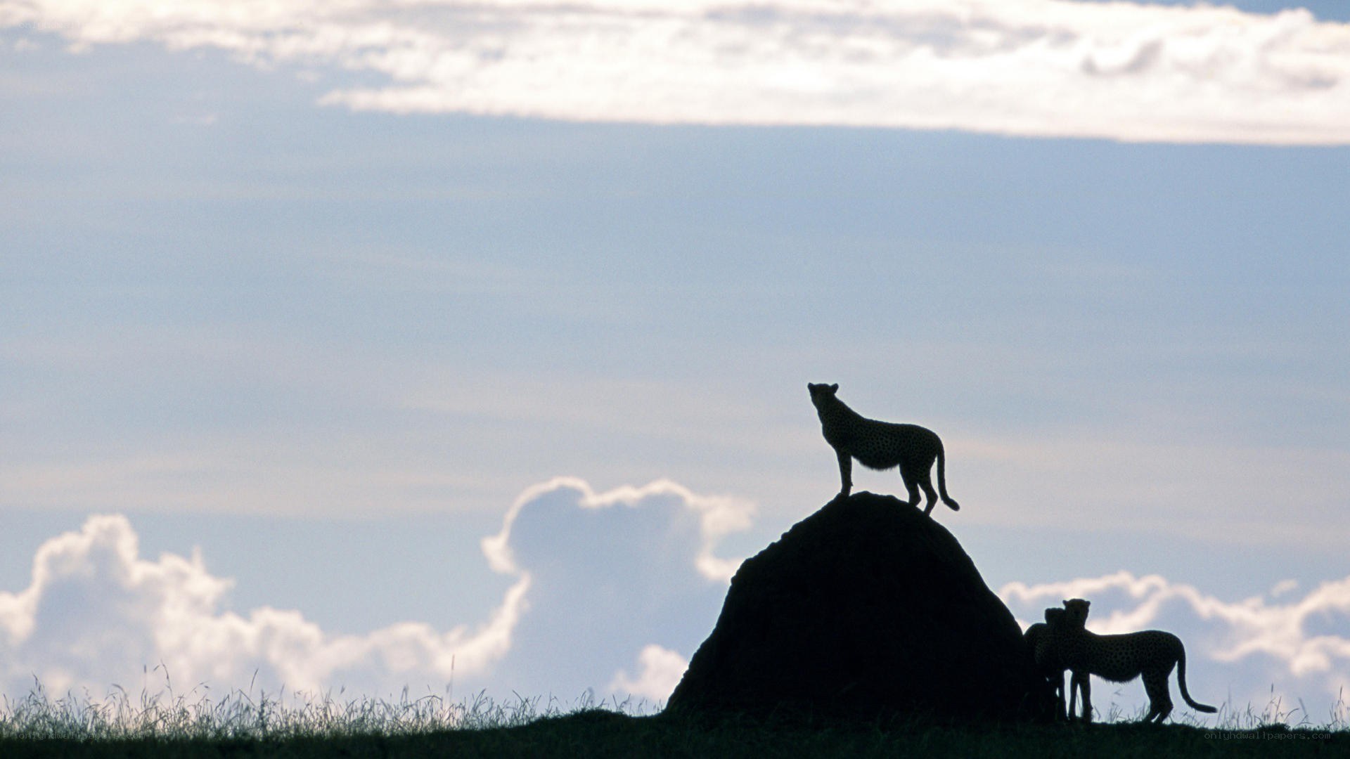 Cheetahs on a mound