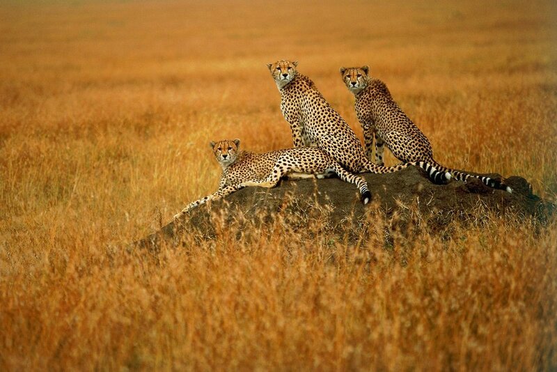 Cheetahs on a rock