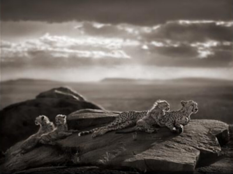 Cheetahs on a Rock — Gray