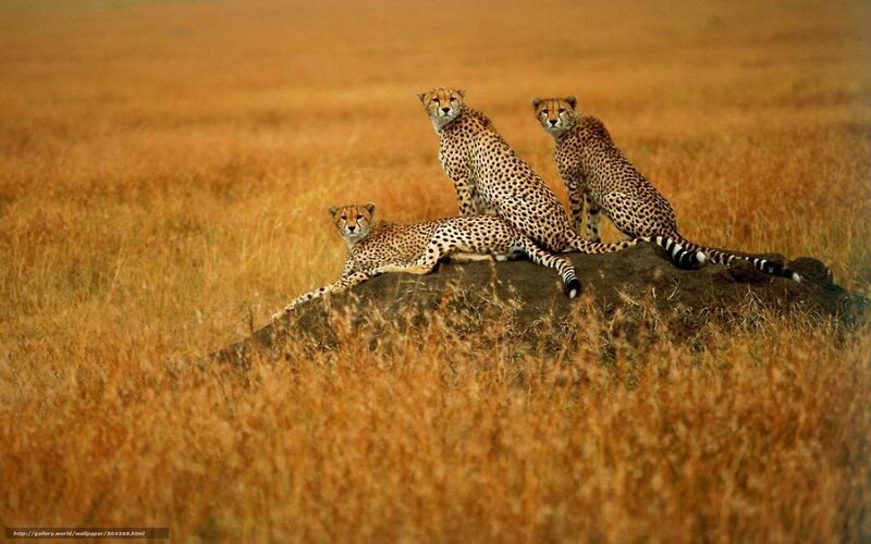 Cheetahs on a rock in savanna