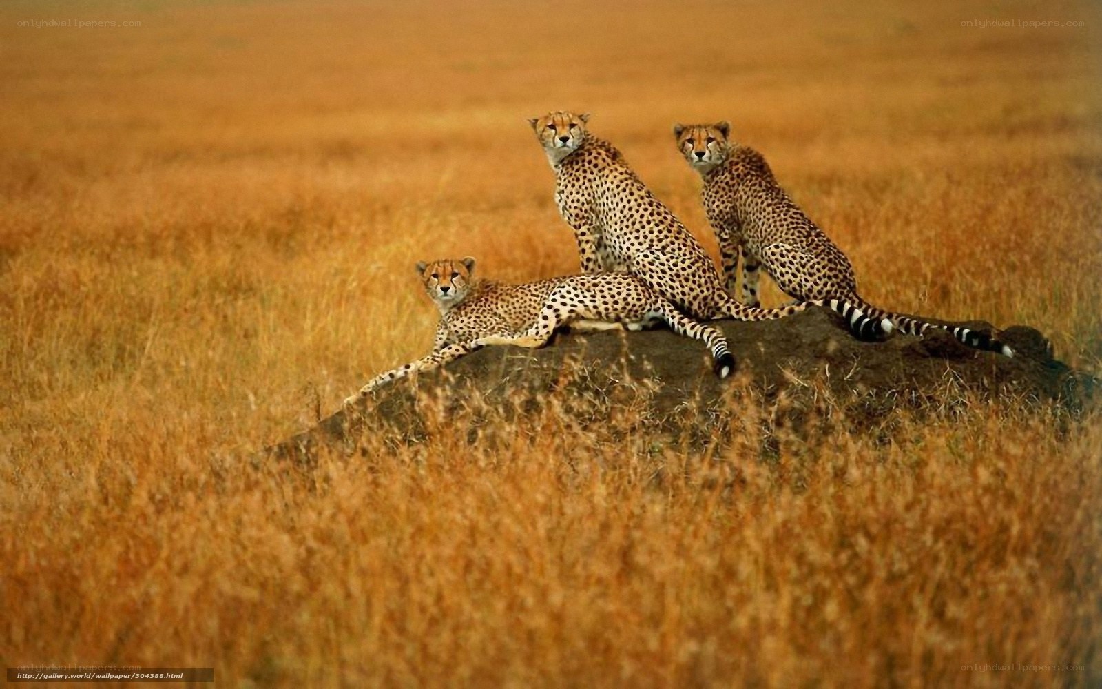 Cheetahs on a rock in savanna