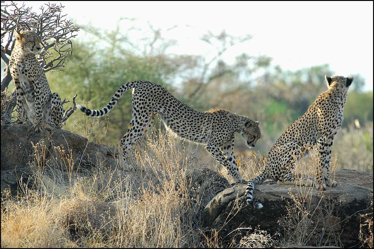 Cheetahs on a rocky outcrop