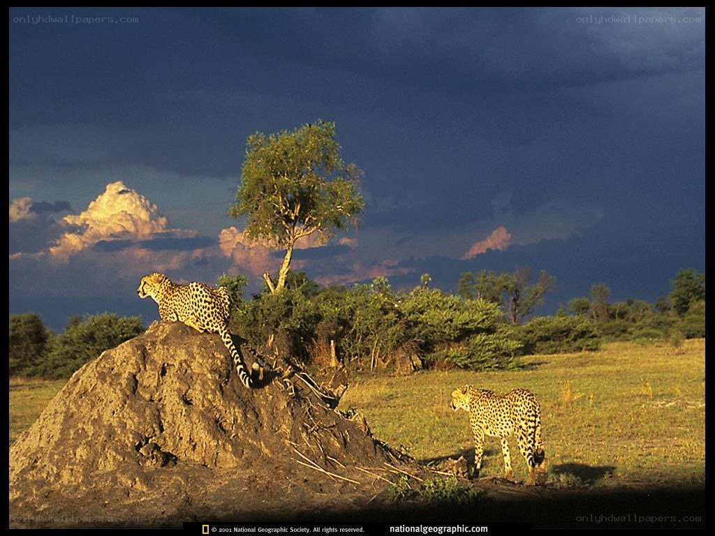 Cheetahs on a termite mound