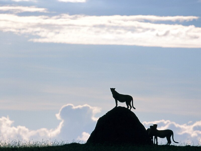 Cheetahs on a termite mound
