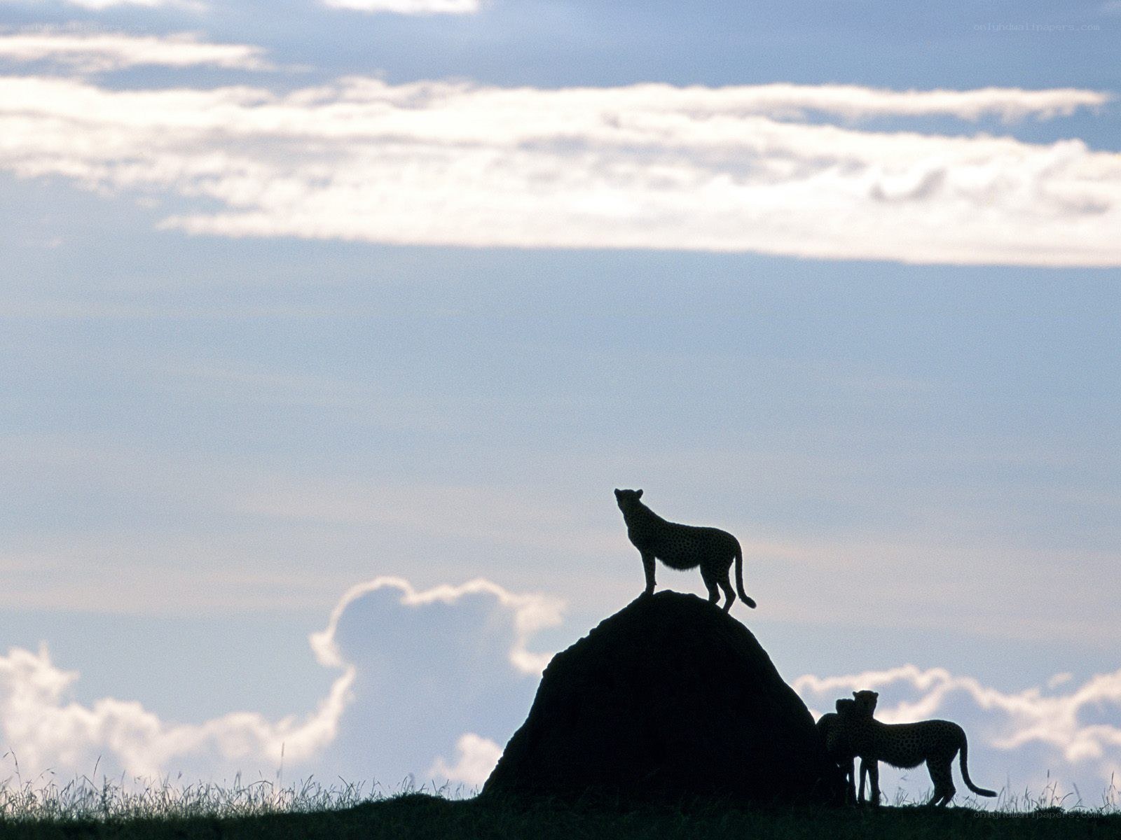 Cheetahs on a termite mound