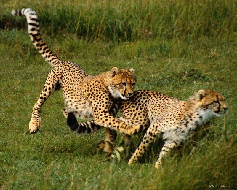 Cheetahs playing in grass