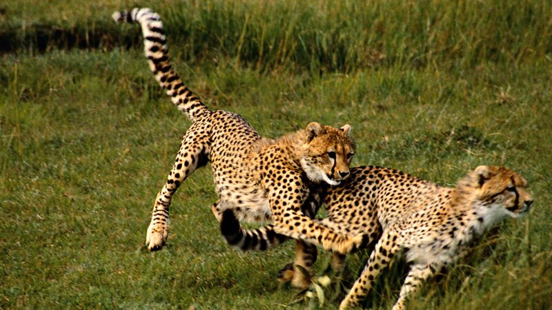 Cheetahs playing in grass