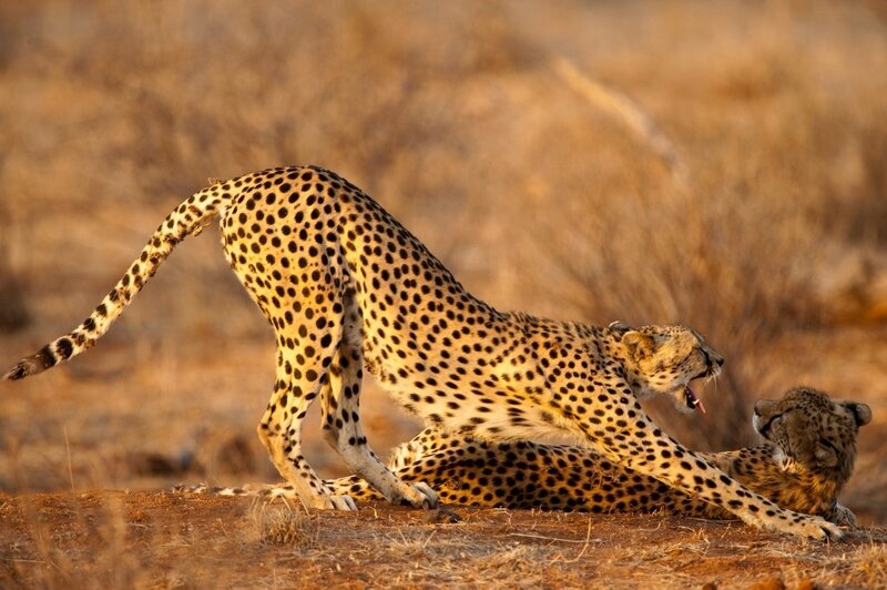 Cheetahs playing in savanna