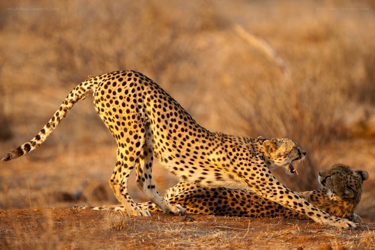 Cheetahs playing in savanna