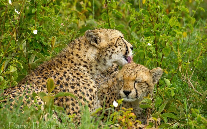 Cheetahs resting in grass