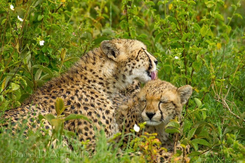 Cheetahs resting in grass
