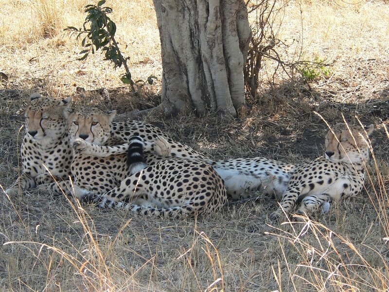 cheetahs resting in shade