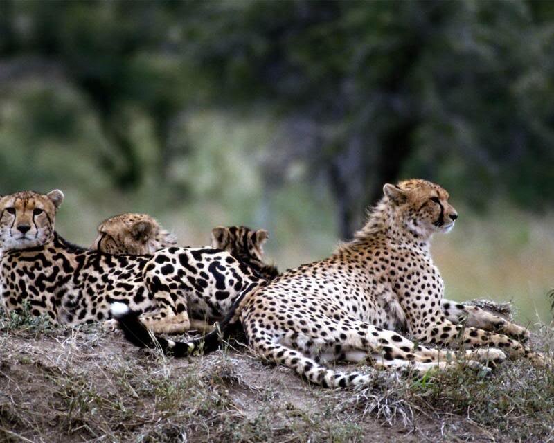 Cheetahs Resting