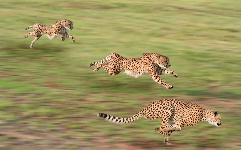 Cheetahs Running — Green, Dynamic