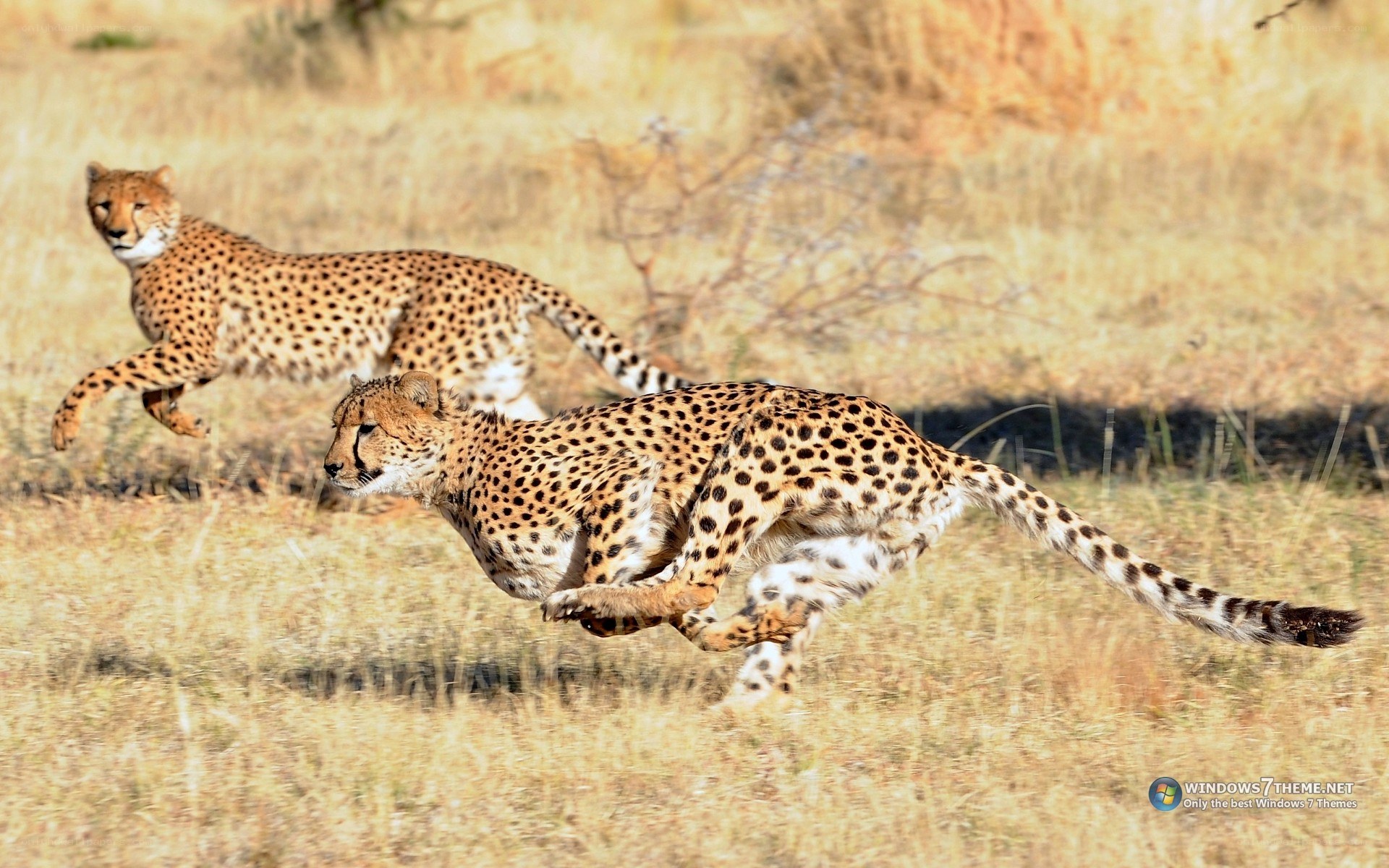 cheetahs running in savanna
