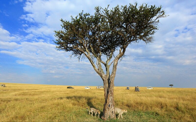 Cheetahs under Acacia Tree