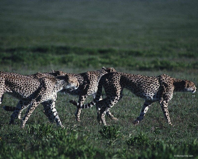 cheetahs walking in a field