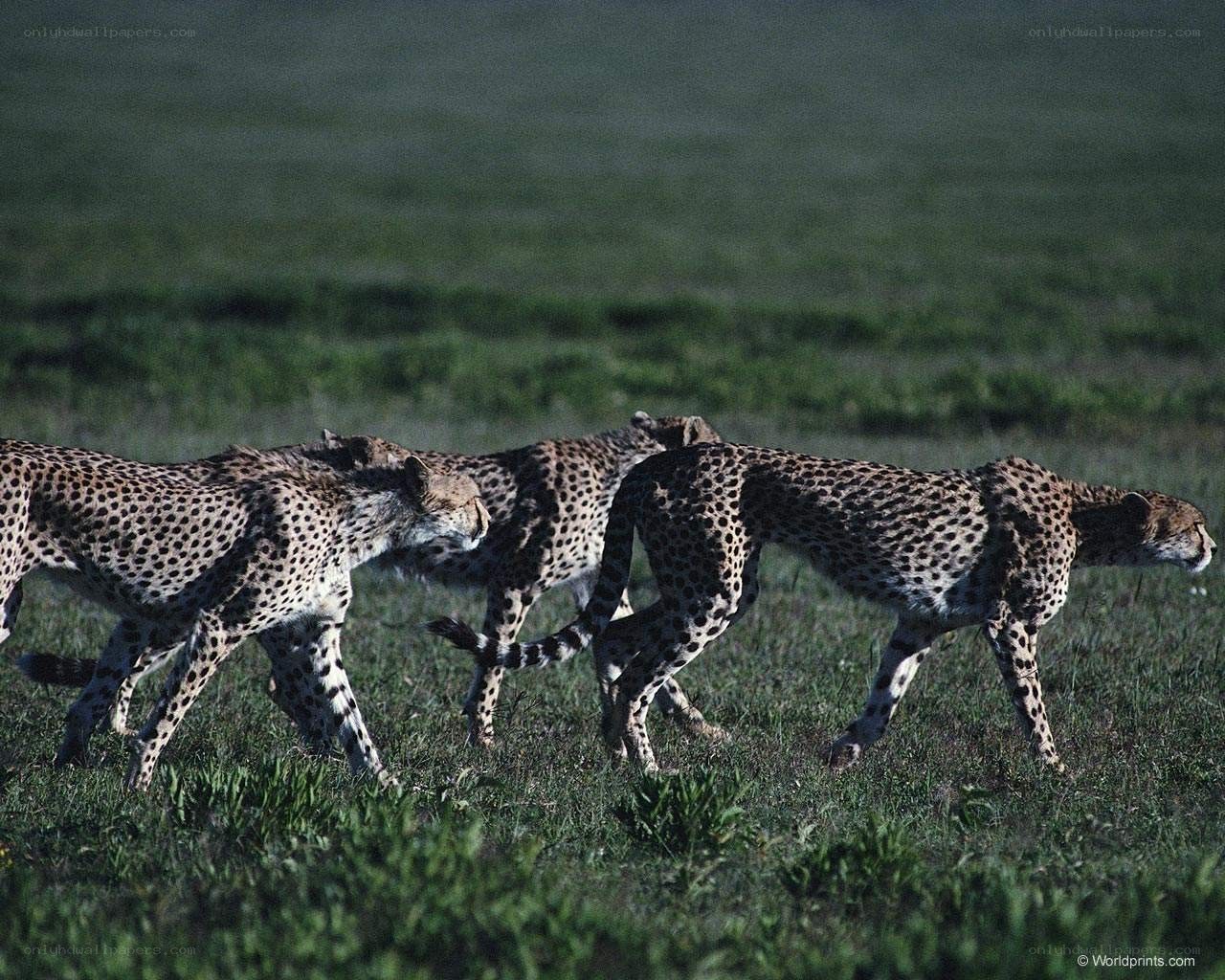 cheetahs walking in a field