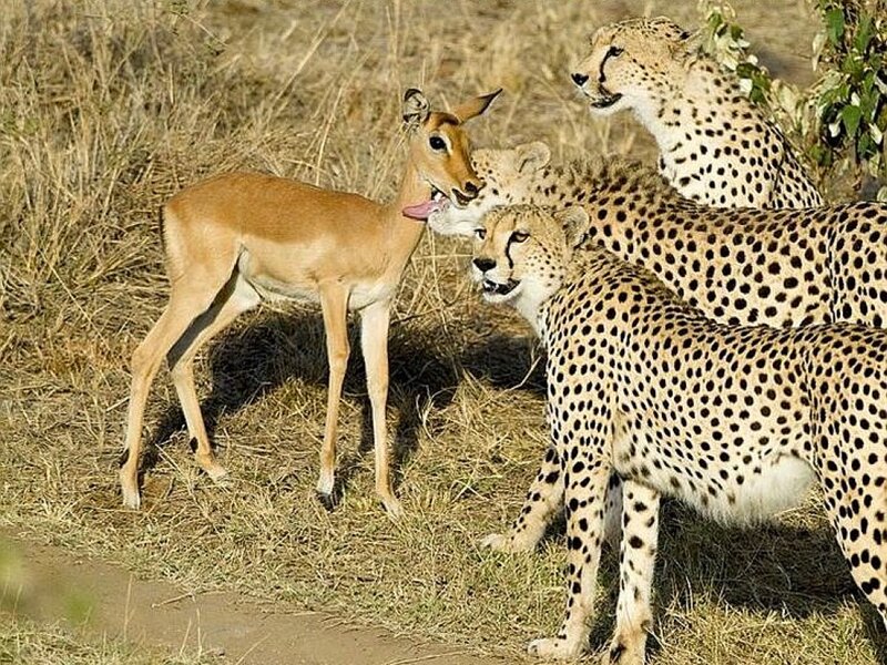Cheetahs with a young antelope