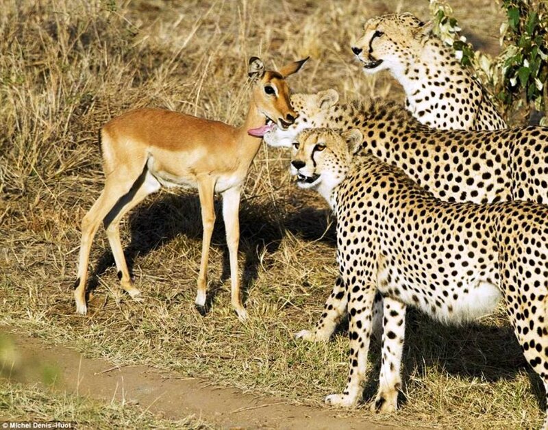 Cheetahs with Antelope — Brown