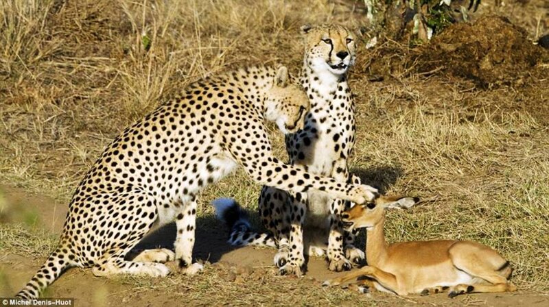 Cheetahs with Antelope