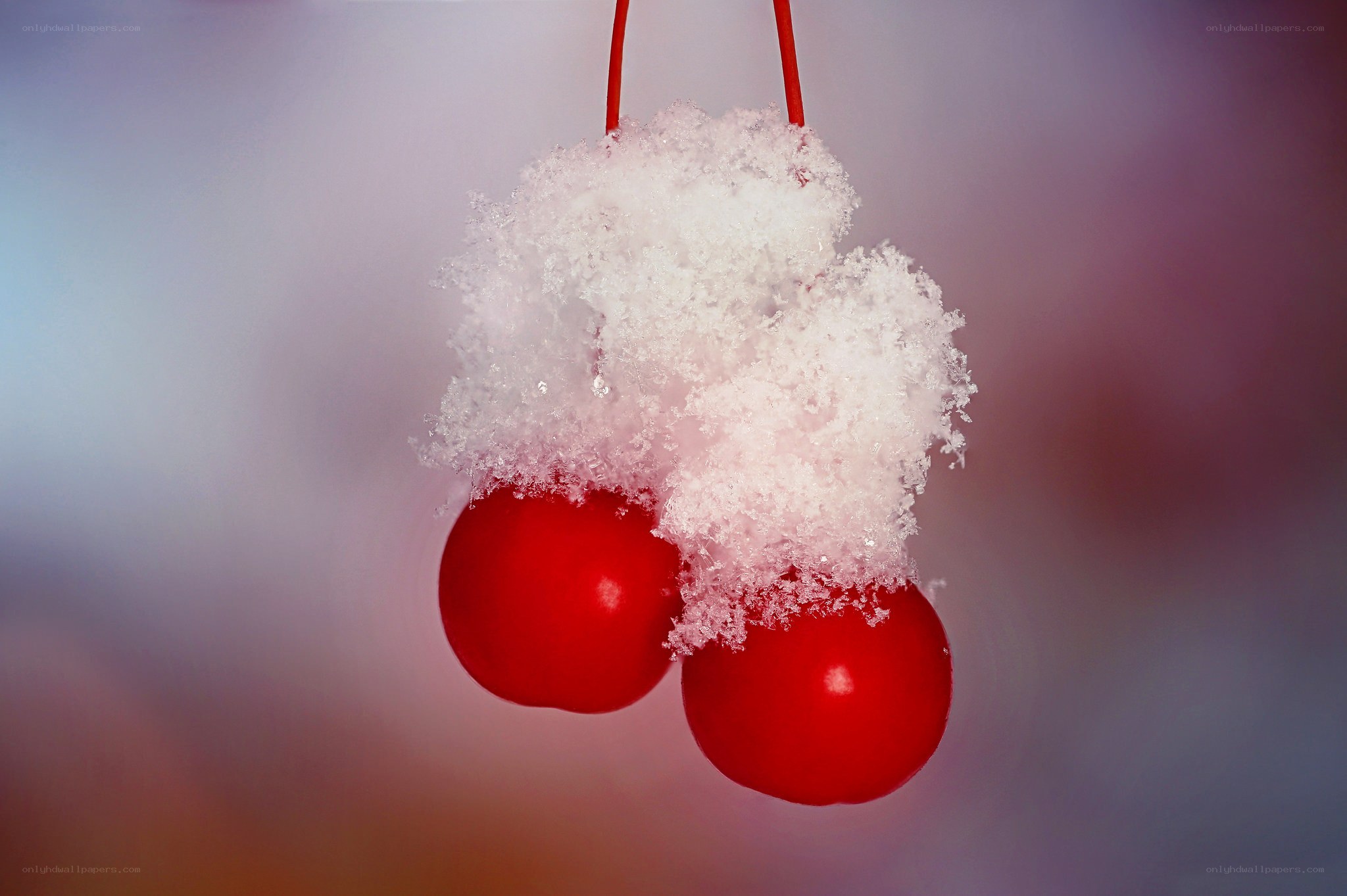 Cherries covered in snow