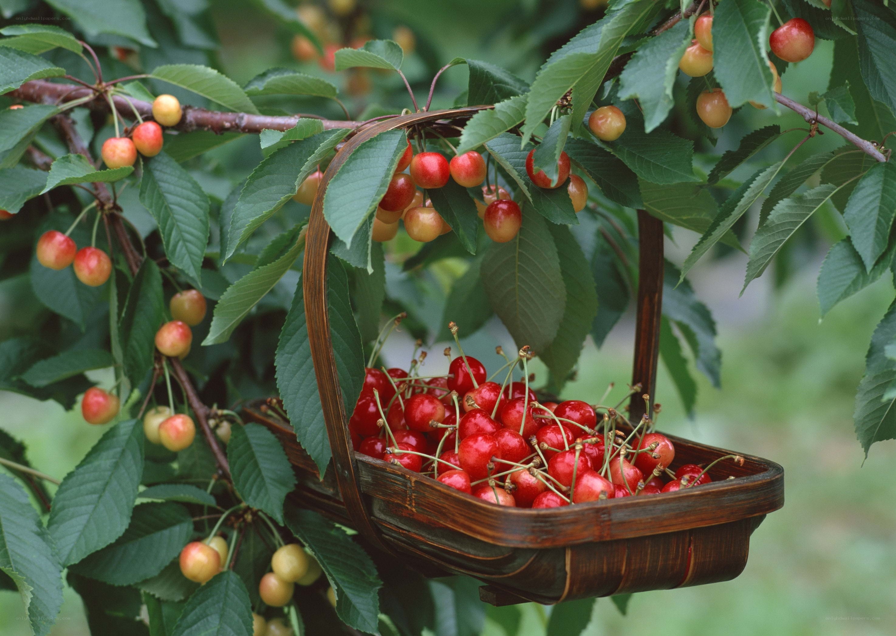 Cherries in a basket on a tree