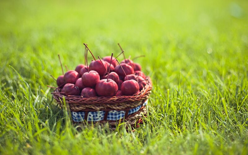 Cherries in a basket on grass