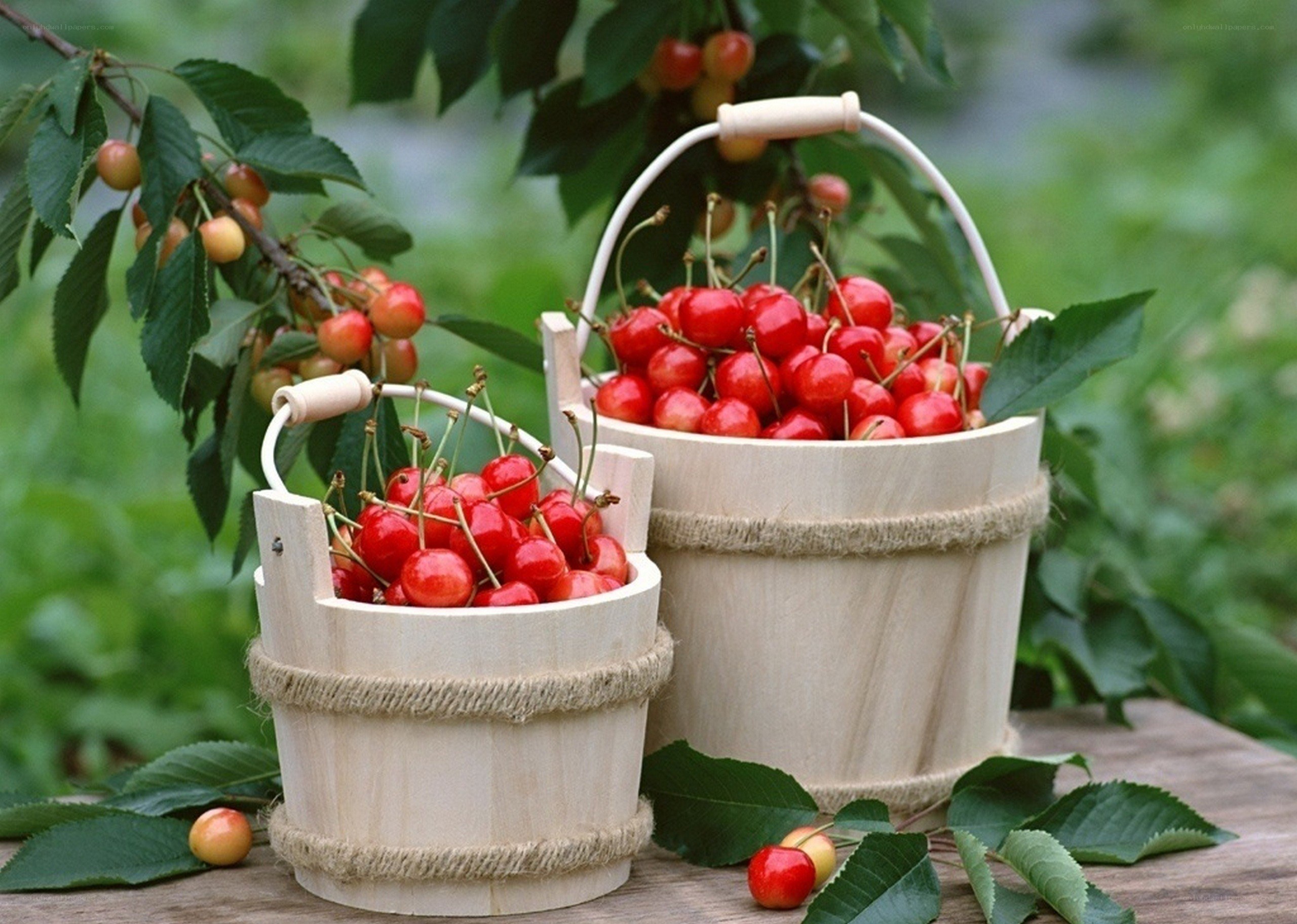 Cherries in wooden baskets