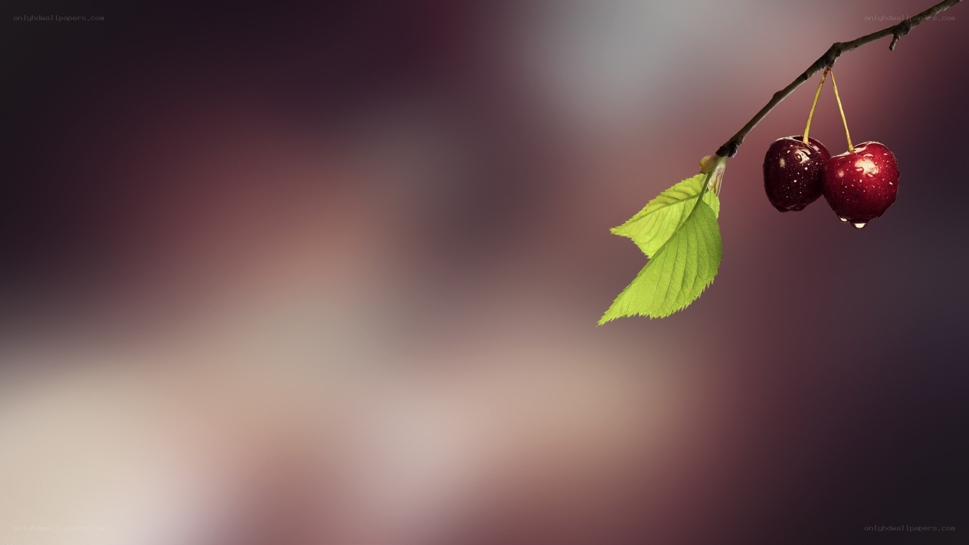 Cherries on a branch