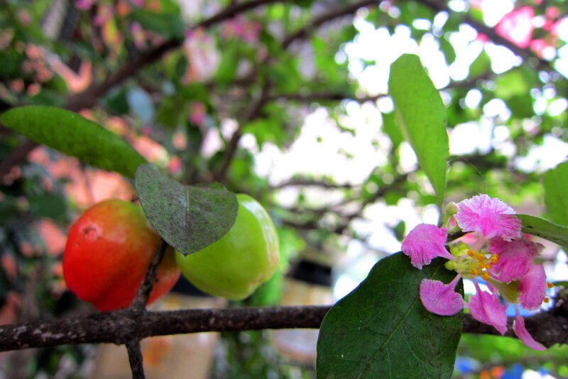 Cherries on a Branch — Green