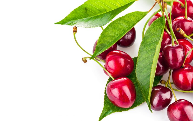 Cherries on a Branch — Red
