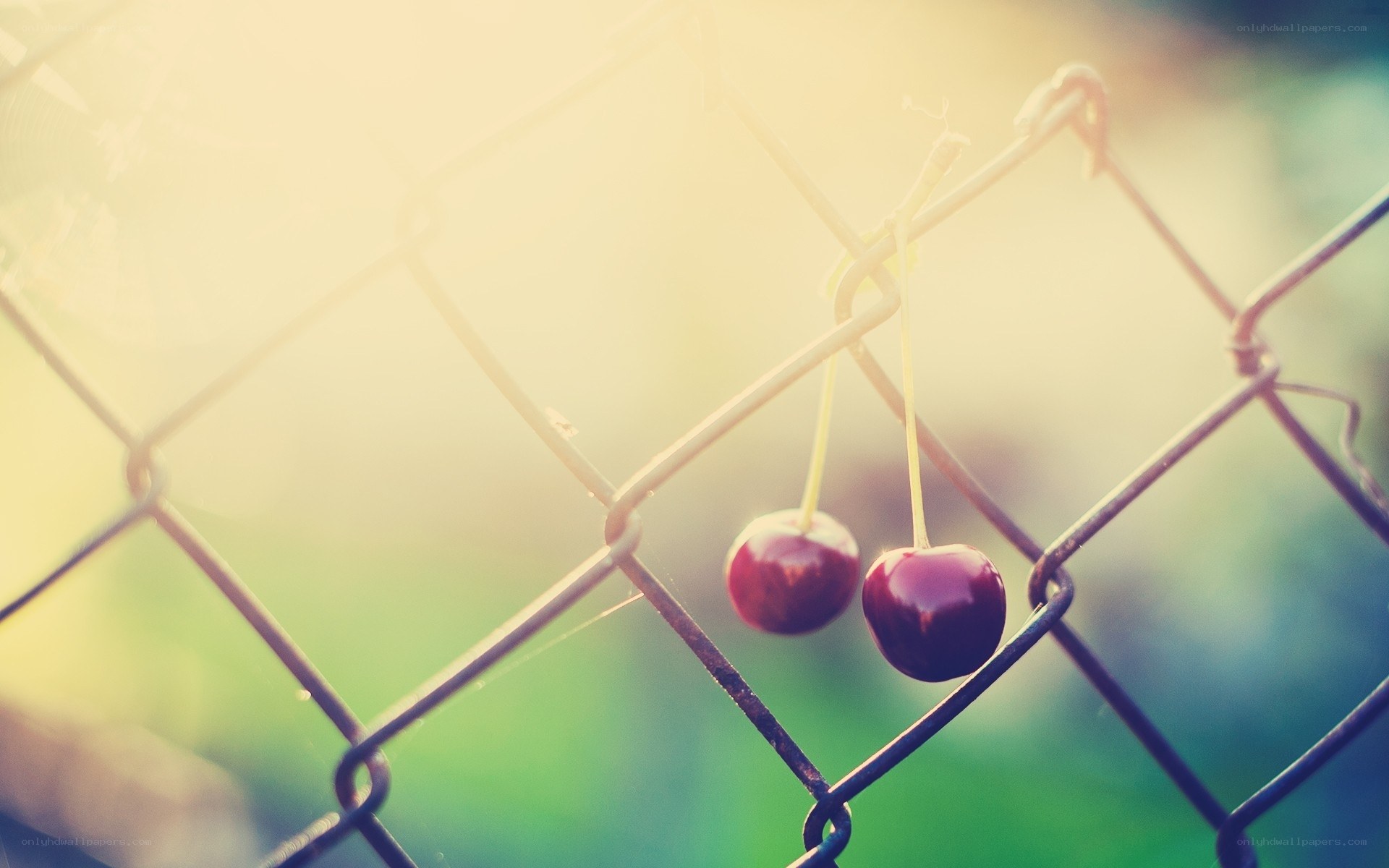 cherries on a fence